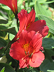Red Alstroemeria (Alstroemeria 'Red') at A Very Successful Garden Center
