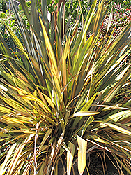 Terracotta New Zealand Flax (Phormium 'Terracotta') at A Very Successful Garden Center