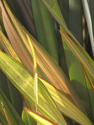 Terracotta New Zealand Flax (Phormium 'Terracotta') at Lakeshore Garden Centres