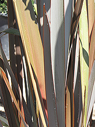 Rubrum New Zealand Flax (Phormium 'Rubrum') at A Very Successful Garden Center