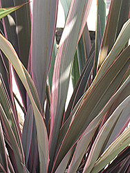 Pink Stripe New Zealand Flax (Phormium 'Pink Stripe') at A Very Successful Garden Center
