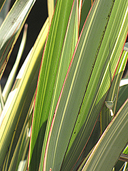 Tricolor New Zealand Flax (Phormium cookianum 'Tricolor') at Lakeshore Garden Centres