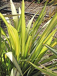 Yellow Wave New Zealand Flax (Phormium 'Yellow Wave') at A Very Successful Garden Center
