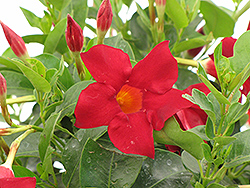 Madinia Deep Red Mandevilla (Mandevilla 'Madinia Deep Red') at A Very Successful Garden Center
