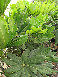 False Aralia (Plerandra elegantissima) at A Very Successful Garden Center