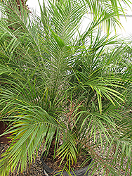 Pygmy Date Palm (shrub form) (Phoenix roebelenii (shrub form)) at A Very Successful Garden Center