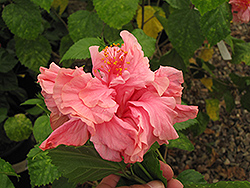 Kona Hibiscus (Hibiscus rosa-sinensis 'Kona') at A Very Successful Garden Center