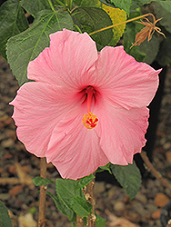Seminole Hibiscus (Hibiscus rosa-sinensis 'Seminole') at A Very Successful Garden Center
