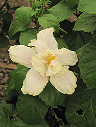 White Kalakaua Hibiscus (Hibiscus rosa-sinensis 'White Kalakaua') at A Very Successful Garden Center