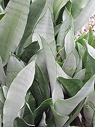 Moonshine Silver Snake Plant (Sansevieria trifasciata 'Moonshine') at A Very Successful Garden Center