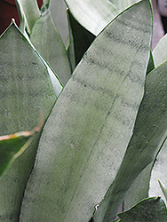 Moonshine Silver Snake Plant (Sansevieria trifasciata 'Moonshine') at A Very Successful Garden Center