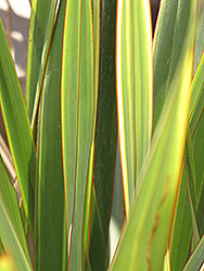 Carousel New Zealand Flax (Phormium 'Carousel') at Lakeshore Garden Centres