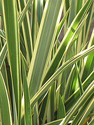 Wings of Gold New Zealand Flax (Phormium 'Wings of Gold') at Lakeshore Garden Centres