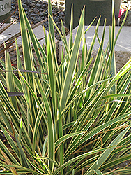 Wings of Gold New Zealand Flax (Phormium 'Wings of Gold') at A Very Successful Garden Center