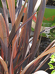 Black Adder New Zealand Flax (Phormium 'FIT01') at A Very Successful Garden Center