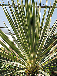 Pink Champagne Cabbage Palm (Cordyline australis 'Pink Champagne') at Lakeshore Garden Centres