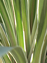 Pink Champagne Cabbage Palm (Cordyline australis 'Pink Champagne') at Lakeshore Garden Centres