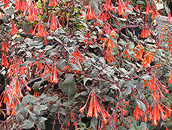 Gartenmeister Fuchsia (Fuchsia 'Gartenmeister Bonstedt') at Lakeshore Garden Centres