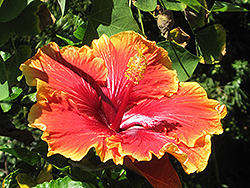 Bonnie B Hibiscus (Hibiscus rosa-sinensis 'Bonnie B') at A Very Successful Garden Center