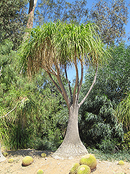 Pony Tail Palm (Beaucarnea recurvata) at A Very Successful Garden Center