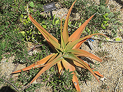 Paulian Aloe (Aloe bulbillifera var. paulianae) at A Very Successful Garden Center