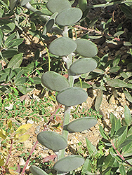 Penny Plant (Xerosicyos danguyi) at Stonegate Gardens