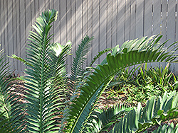 Eastern Cape Giant Cycad (Encephalartos altensteinii) at A Very Successful Garden Center