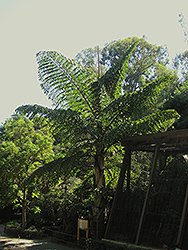 Giant Fishtail Palm (Caryota obtusa) at Stonegate Gardens