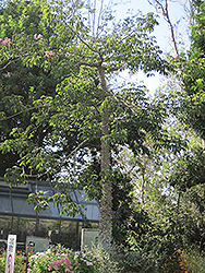 Willis Jr. Silk Floss Tree (Ceiba speciosa 'Willis Jr.') at A Very Successful Garden Center