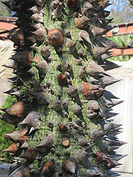 Willis Jr. Silk Floss Tree (Ceiba speciosa 'Willis Jr.') at A Very Successful Garden Center