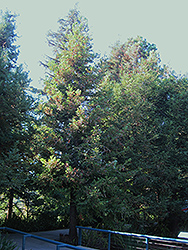 Aptos Blue Coast Redwood (Sequoia sempervirens 'Aptos Blue') at A Very Successful Garden Center