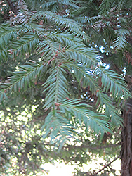 Aptos Blue Coast Redwood (Sequoia sempervirens 'Aptos Blue') at Lakeshore Garden Centres