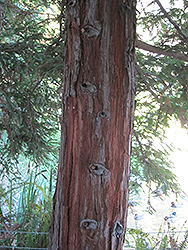 Aptos Blue Coast Redwood (Sequoia sempervirens 'Aptos Blue') at Lakeshore Garden Centres