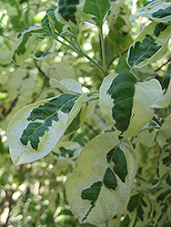 Variegated Arabian Lilac (Vitex trifolia var. variegata) at A Very Successful Garden Center