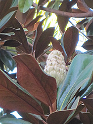 Teddy Bear Magnolia (Magnolia grandiflora 'Southern Charm') at A Very Successful Garden Center