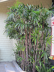 Slender Lady Palm (Rhapis humilis) at A Very Successful Garden Center