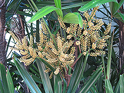 Lady Palm (Rhapis excelsa) at Lakeshore Garden Centres