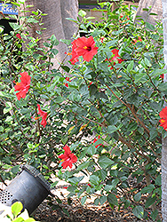 Brilliant Hibiscus (Hibiscus rosa-sinensis 'Brilliant') at A Very Successful Garden Center