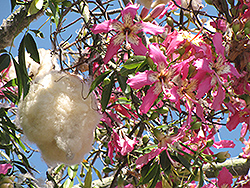 Silk Floss Tree (Ceiba speciosa) at Stonegate Gardens