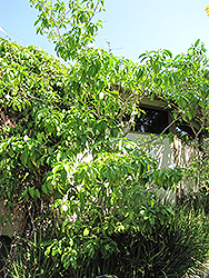 Lateira (Tabernaemontana fuchsiaefolia) at A Very Successful Garden Center