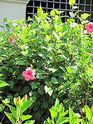 Salmon Pink Hibiscus (Hibiscus rosa-sinensis 'Salmon Pink') at A Very Successful Garden Center
