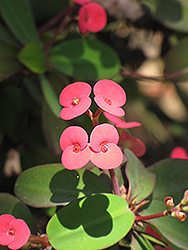 Crown Of Thorns (Euphorbia milii) at A Very Successful Garden Center