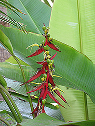 Transandina Heliconia (Heliconia aemygdiana var. transandina) at A Very Successful Garden Center