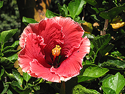Gypsy Music Hibiscus (Hibiscus rosa-sinensis 'Gypsy Music') at A Very Successful Garden Center