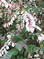 Snow Bush (Breynia disticha) at A Very Successful Garden Center