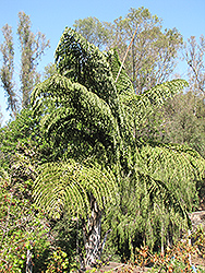 Toddy Fishtail Palm (Caryota urens) at A Very Successful Garden Center