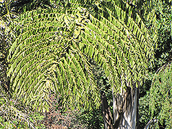 Toddy Fishtail Palm (Caryota urens) at A Very Successful Garden Center