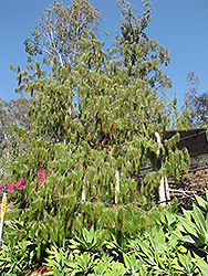 Mexican Weeping Pine (Pinus patula) at Lakeshore Garden Centres