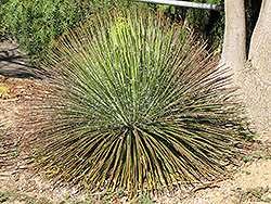 Narrowleaf Yucca (Yucca angustissima) at Stonegate Gardens