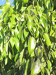 Chinese Cinnamon (Cinnamomum aromaticum) at A Very Successful Garden Center